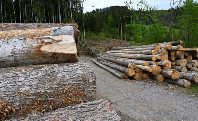 Schwache Nachfrage, schwache Bäume: Holzernte war kleiner