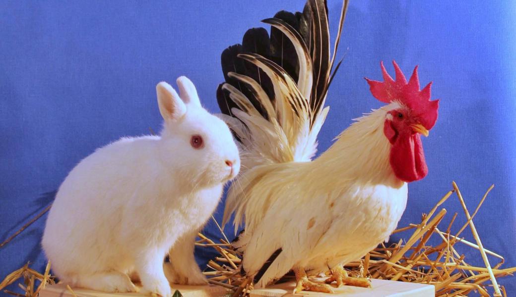 In Montlingen werden zahlreiche Züchter ihre Tiere zeigen.