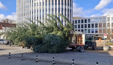 Mit Traktor und Kran: Wie zwei imposante Christbäume den Weg zu ihrem Platz fanden