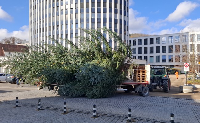Mit Traktor und Kran: Wie zwei imposante Christbäume den Weg zu ihrem Platz fanden
