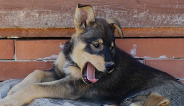 Sprech-Casting: Kuno Bont sucht für neuestes Filmprojekt mit Hund eine fröhlich-freche Mädchenstimme