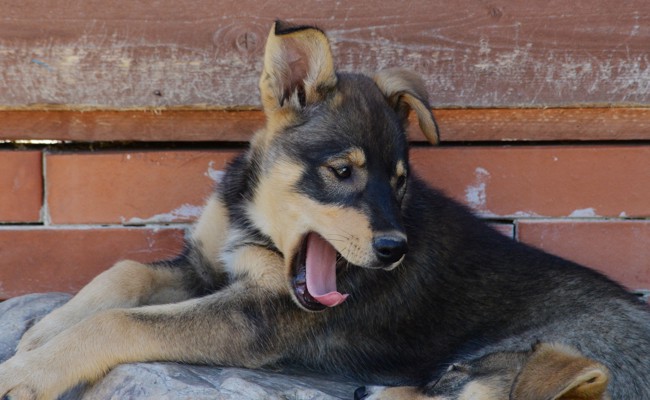 Sprech-Casting: Kuno Bont sucht für neuestes Filmprojekt mit Hund eine fröhlich-freche Mädchenstimme