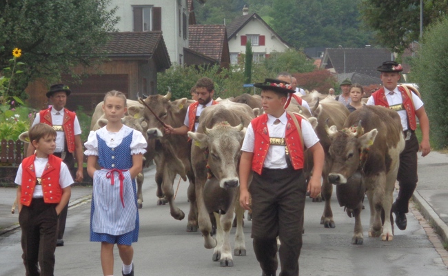 40 Rinder kehrten von der Alp Schaien-Rossberg heim