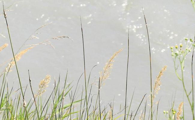 Unesco-Welterbe blüht in Büchel