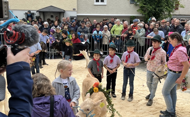 Viehschau in Altstätten wird stark vom Nachwuchs mitgestaltet