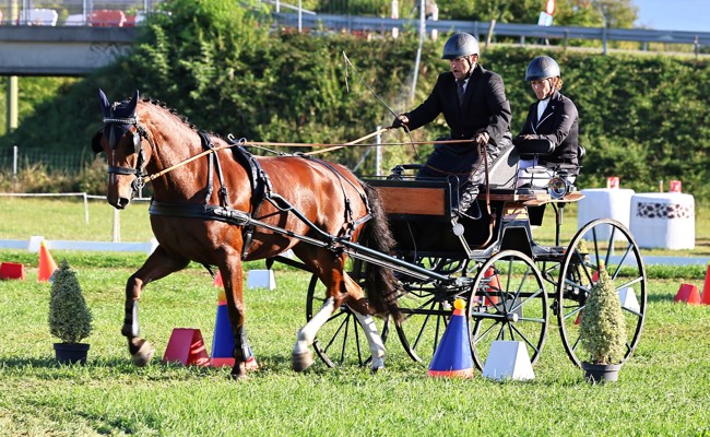 Interessantes Programm am Rheintaler Fahrsporttag in Oberriet