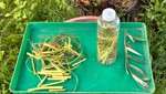 Stecklingen mit Weidenwasser auf die Sprünge helfen