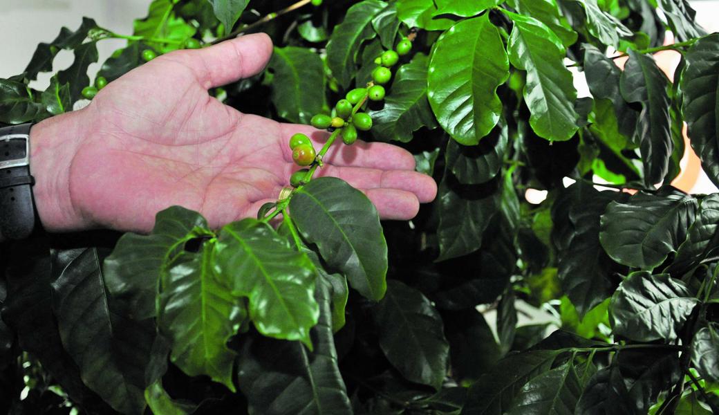 Ein Robusta-Kaffeebaum aus Uganda steht im Büro.