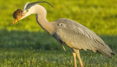 Tierisches Drama: Mäusebussard schnappt dem Greifvogel die Maus vor der Schnauze weg