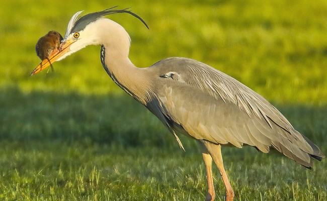 Tierisches Drama: Mäusebussard schnappt dem Greifvogel die Maus vor der Schnauze weg