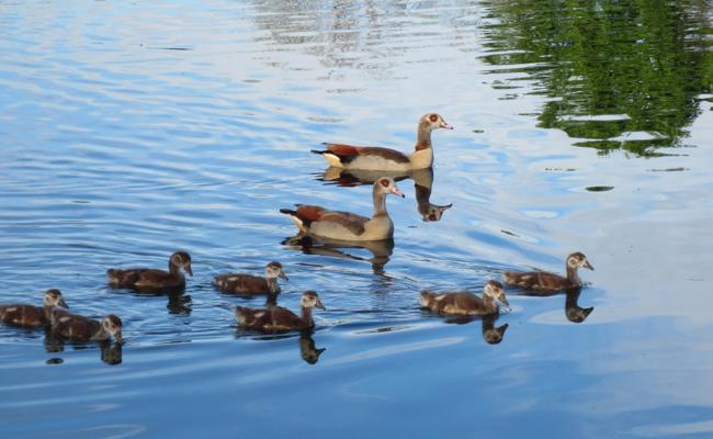Nilgänse auf einem Ausflug