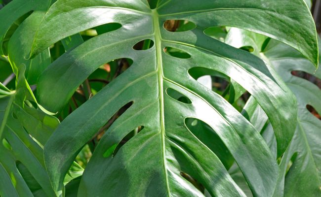 Zimmerpflanzen sind im Winter oft im Stress – Tipps für einen wirkungsvollen Schutz