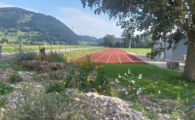 Natur auf dem Spielfeld: Erfolgreiche ökologische Aufwertung der Sportanlage Rheinblick