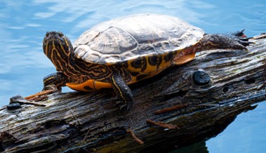 Rotwangenschildkröte am Alten Rhein: Vor Jahren ausgesetzt und heute heimisch