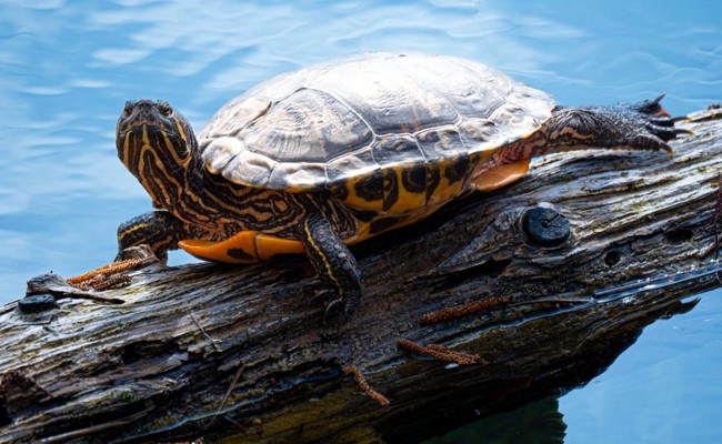 Rotwangenschildkröte am Alten Rhein: Vor Jahren ausgesetzt und heute heimisch