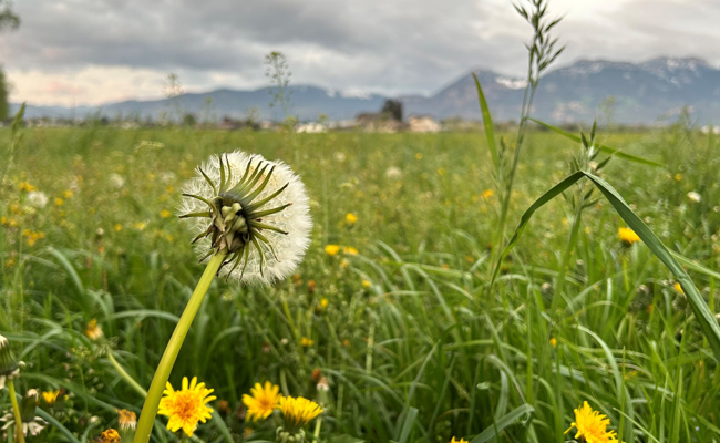 Die Grünkraft der Natur – ein Zeichen der Hoffnung