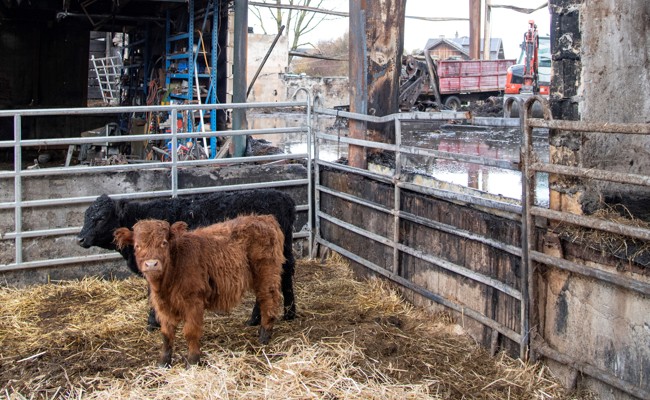 Nach dem Stallbrand: Es ist nichts mehr so, wie es war