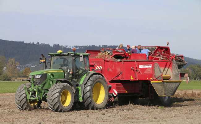 Die Kartoffelernte fällt aufgrund der Wetterbedingungen schlecht aus