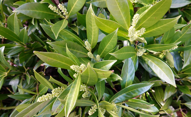 Sie sehen schön aus, schaden aber Fauna und Flora