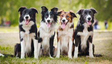 Neues Hundegesetz: Steuer steigt