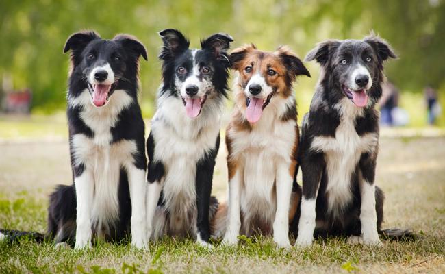 Neues Hundegesetz: Steuer steigt