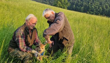 Drohnen im Einsatz: Rehkitze sollen vor Mähtod geschützt werden