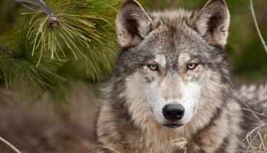 Oberriet: Wolf reisst Schaf