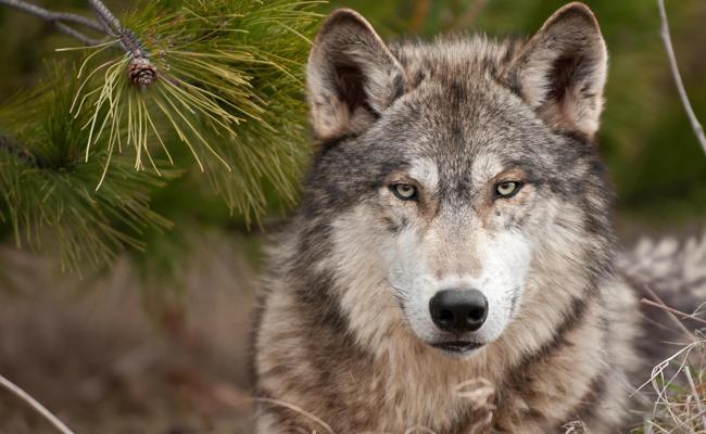 Oberriet: Wolf reisst Schaf