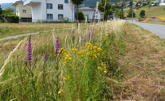Aus Grünstreifen am Strassenrand wurde naturnaher Lebensraum