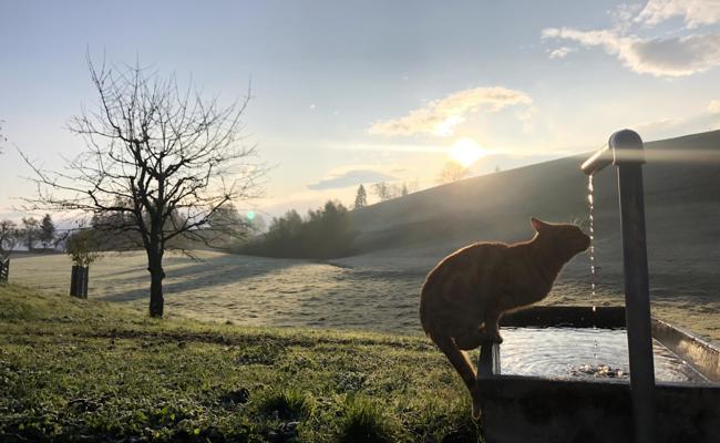 Dieser Brunnen ist auch für die Katz