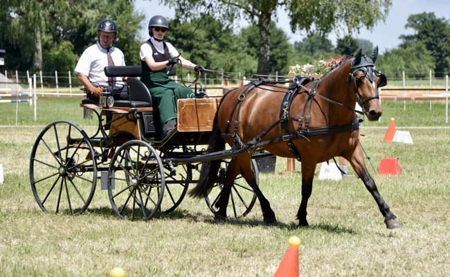 Pferd und Fahrer trotzen der Hitze im Oberrieter Pylonengarten