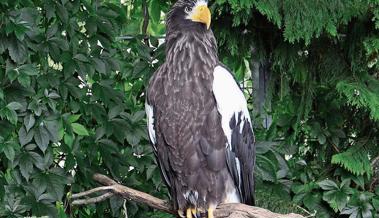 Im Zoo leben zehn Greifvögel