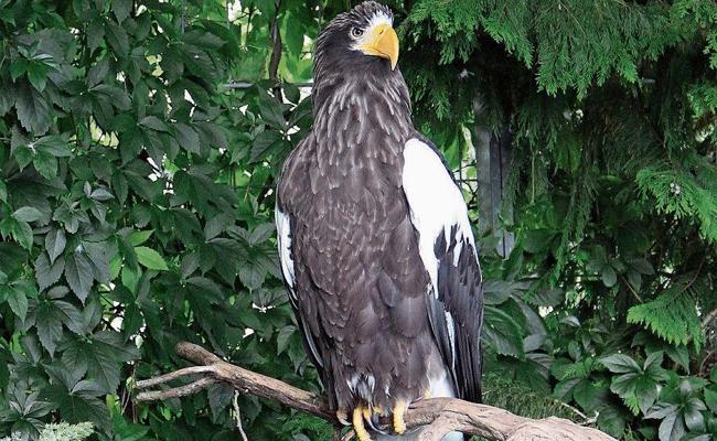 Im Zoo leben zehn Greifvögel