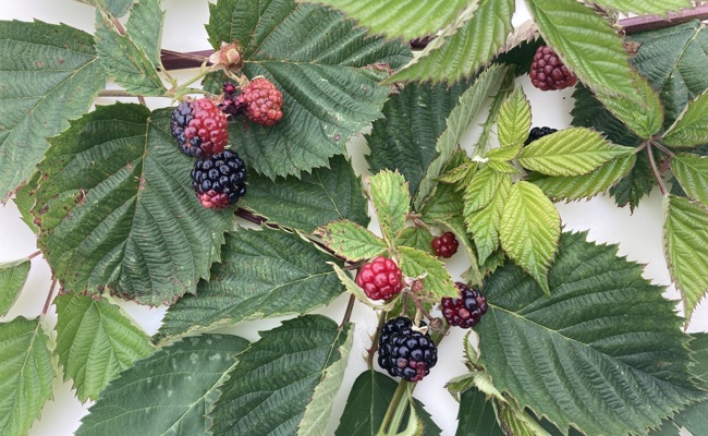 Brombeersträucher kann man vor Milben schützen und so die Früchte retten