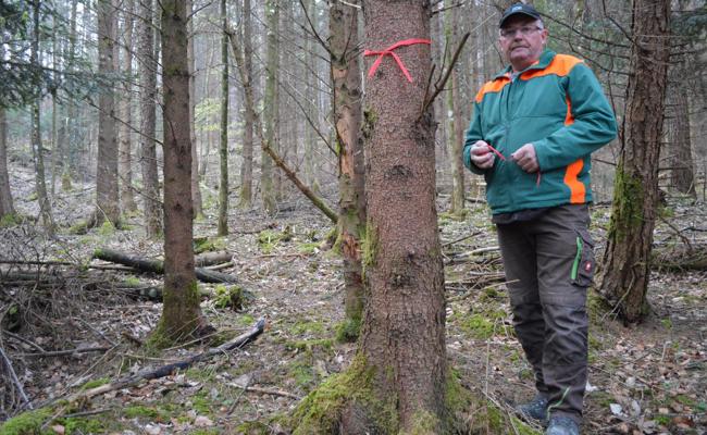 Der Wald braucht dringend Unterstützung 