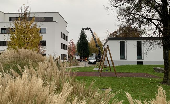 Drei Christbäume für die Gemeinde Au