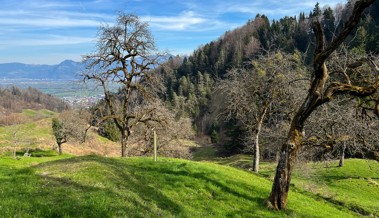 Nach Erdrutsch: Ein Hauch von Wildnis oberhalb von Altstätten