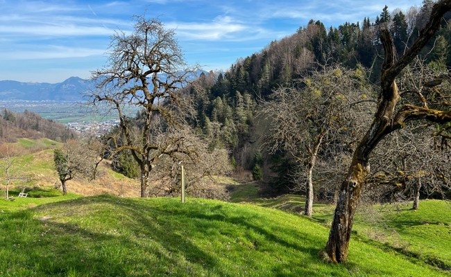 Nach Erdrutsch: Ein Hauch von Wildnis oberhalb von Altstätten
