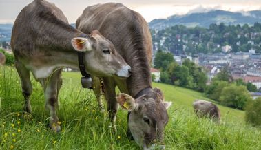 «Das ist inakzeptabel»: Das sagt der Konsumentenschutz zum PFAS-Fleischverkauf in der Ostschweiz