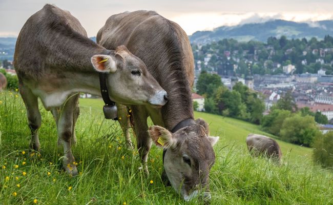 «Das ist inakzeptabel»: Das sagt der Konsumentenschutz zum PFAS-Fleischverkauf in der Ostschweiz