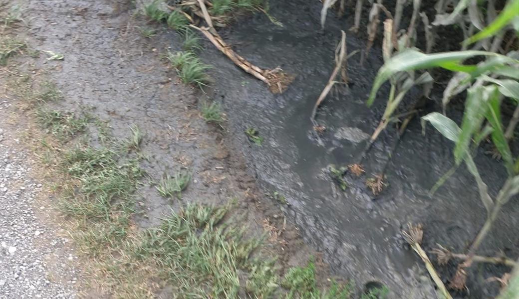 Das Bild zeigt eine zähflüssige, gräuliche, leicht bräunliche Pfütze entlang eines Feldrandes (Maisfeld) am Strassenrand. Entstanden ist das Foto am 17. August dieses Jahres.