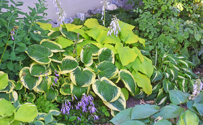 Hosta wirken wie ein Virus: Wer einmal angesteckt ist, sammelt immer mehr Sorten