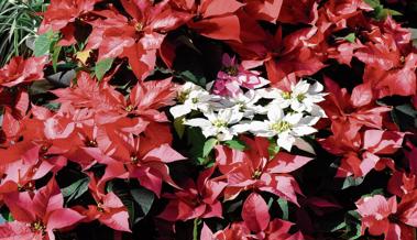 Garten: Roter Stern am Adventshimmel