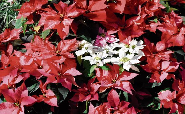 Garten: Roter Stern am Adventshimmel