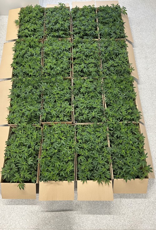 Die Ladung aus dem Lieferwagen in St.Margrethen.