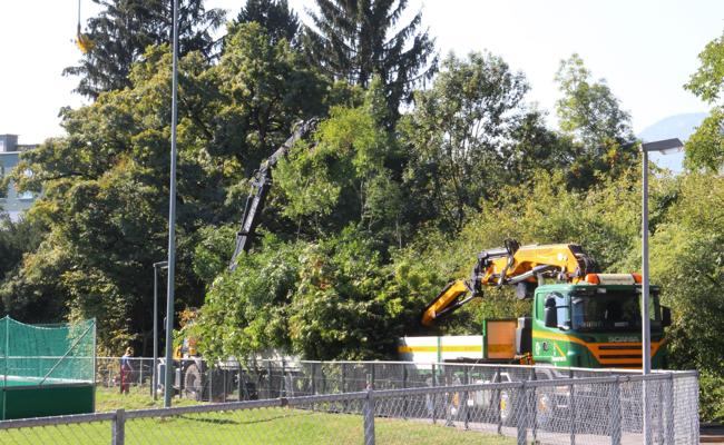 Radikale Baumfällaktion bei der Gesa