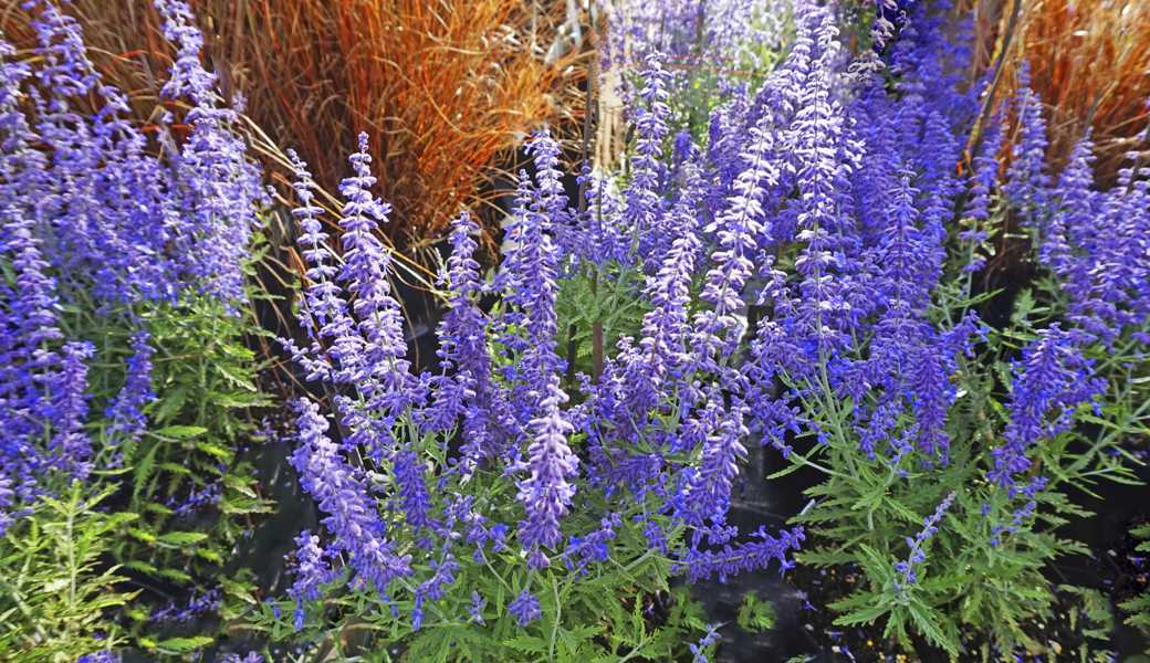 Die Blauraute (Perovskia) ist ein Sommerblüher, der besonders bei Hummeln und Bienen beliebt ist.