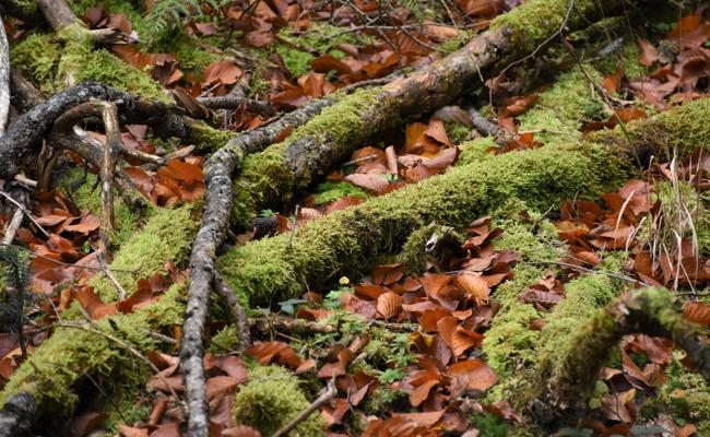 Rhyboot bekam Wald geschenkt