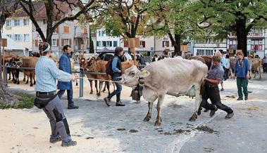 Geissen und Kühe bevölkern das Städtli