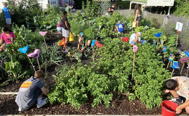 Naturgarten in der Schule: Wo früher Schafe weideten, wachsen jetzt Karotten